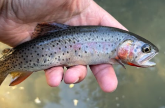 Stocking Brookies to Save Cutthroat